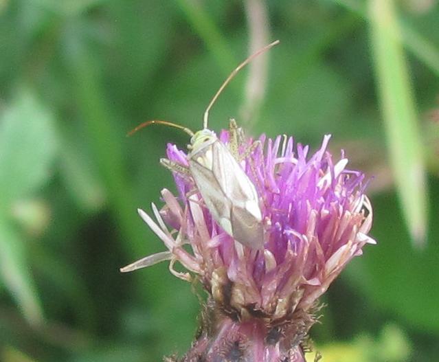 Miridae; Adelphocoris lineolatus del Piemonte (BI)